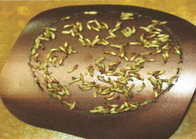 termite barrier