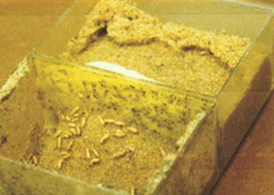 termite barrier